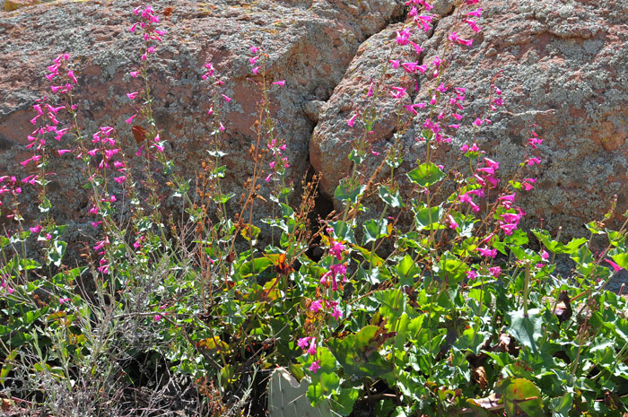 Desert Penstemon has several local common names including Canyon Beardtongue, Mohave Beardtongue and Rosy Desert Penstemon. Penstemon pseudospectabilis